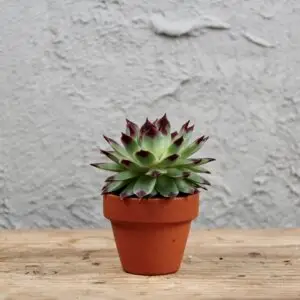 Sempervivum Mint Marvel – mrazuvzdorná skalnička so zelenou ružicou a tmavými špičkami