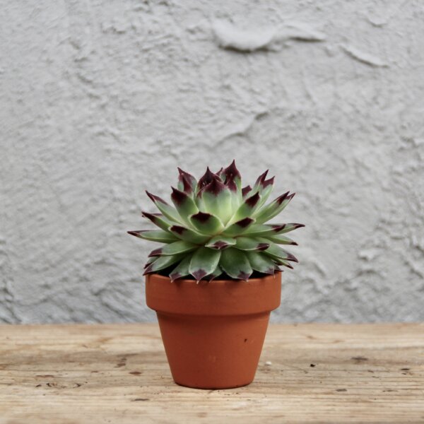 Sempervivum Mint Marvel – mrazuvzdorná skalnička so zelenou ružicou a tmavými špičkami