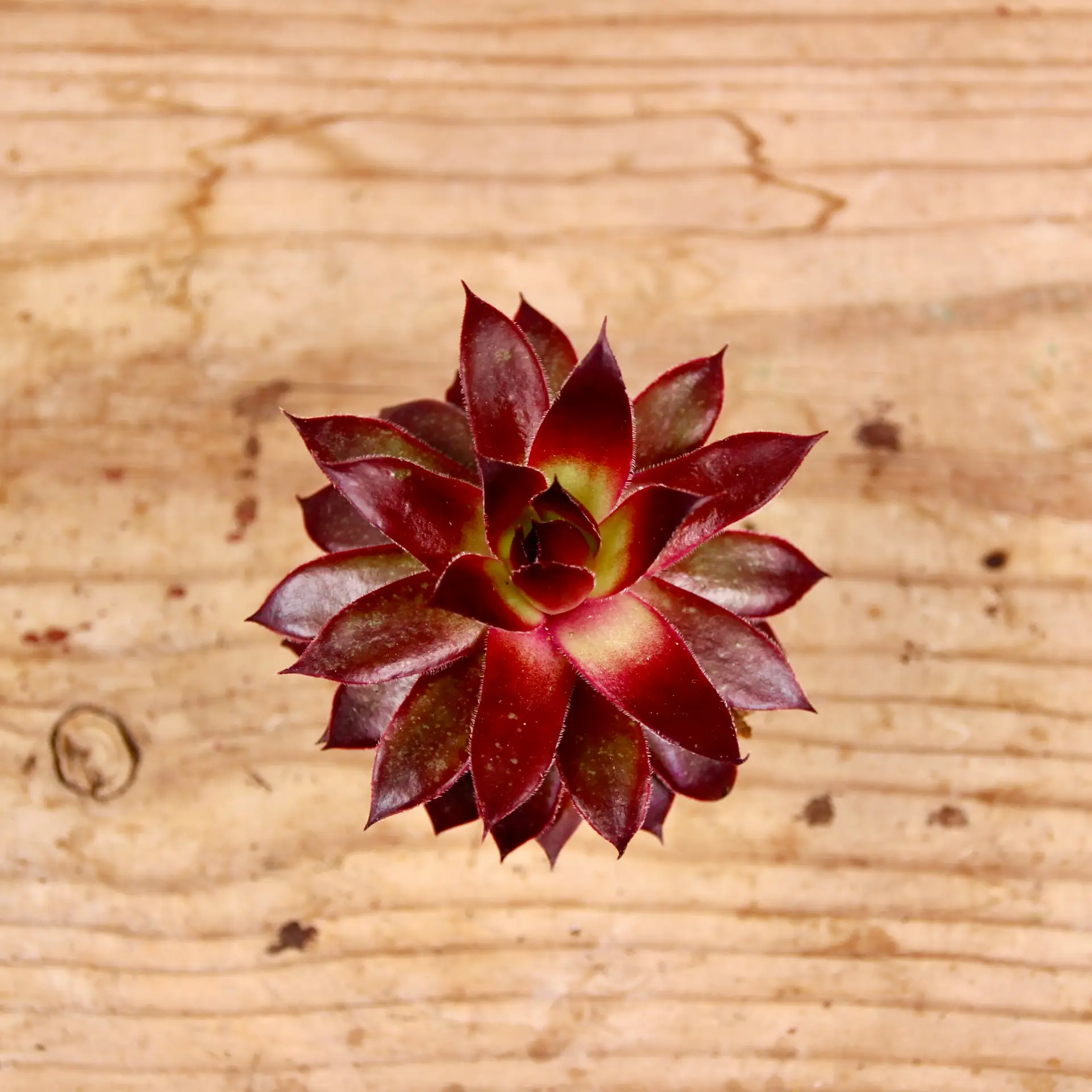 Sempervivum Strawberry Kiwi - skalná ruža baby 1 Sempervivum Strawberry Kiwi – červená skalnička v tvare ružice