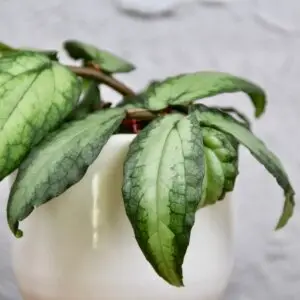 Pellionia repens – izbová rastlina s dekoratívnymi listami