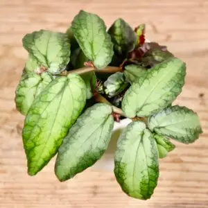 Pellionia repens – izbová rastlina s dekoratívnymi listami