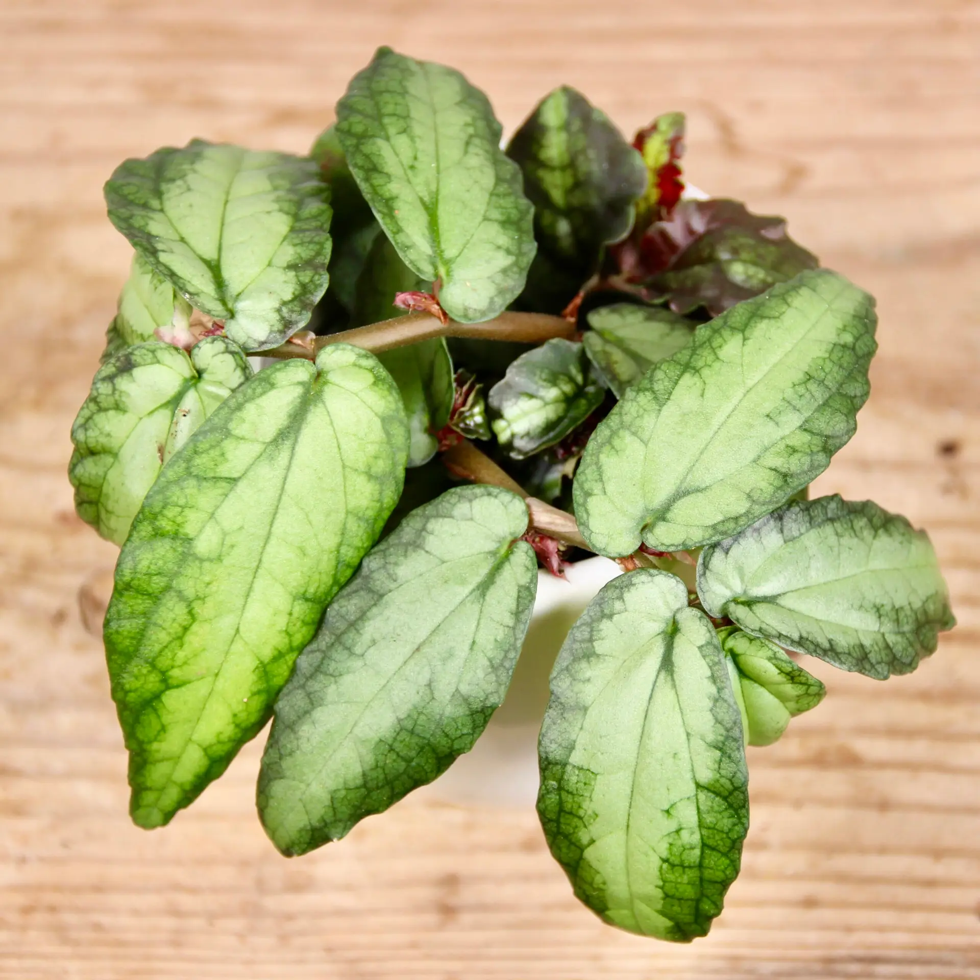 Pellionia repens baby 3 Pellionia repens – izbová rastlina s dekoratívnymi listami