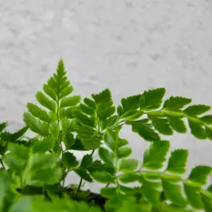 Davallia – exotická papraď s jemne členitými listami