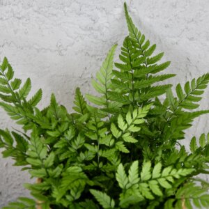 Asplenium dimorphus – jemná a elegantná papraď