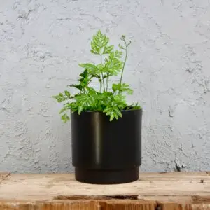 Pteris ensiformis 'Evergemiensis' – jemná a elegantná papraď