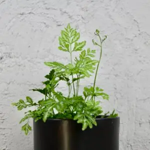 Pteris ensiformis 'Evergemiensis' – jemná a elegantná papraď