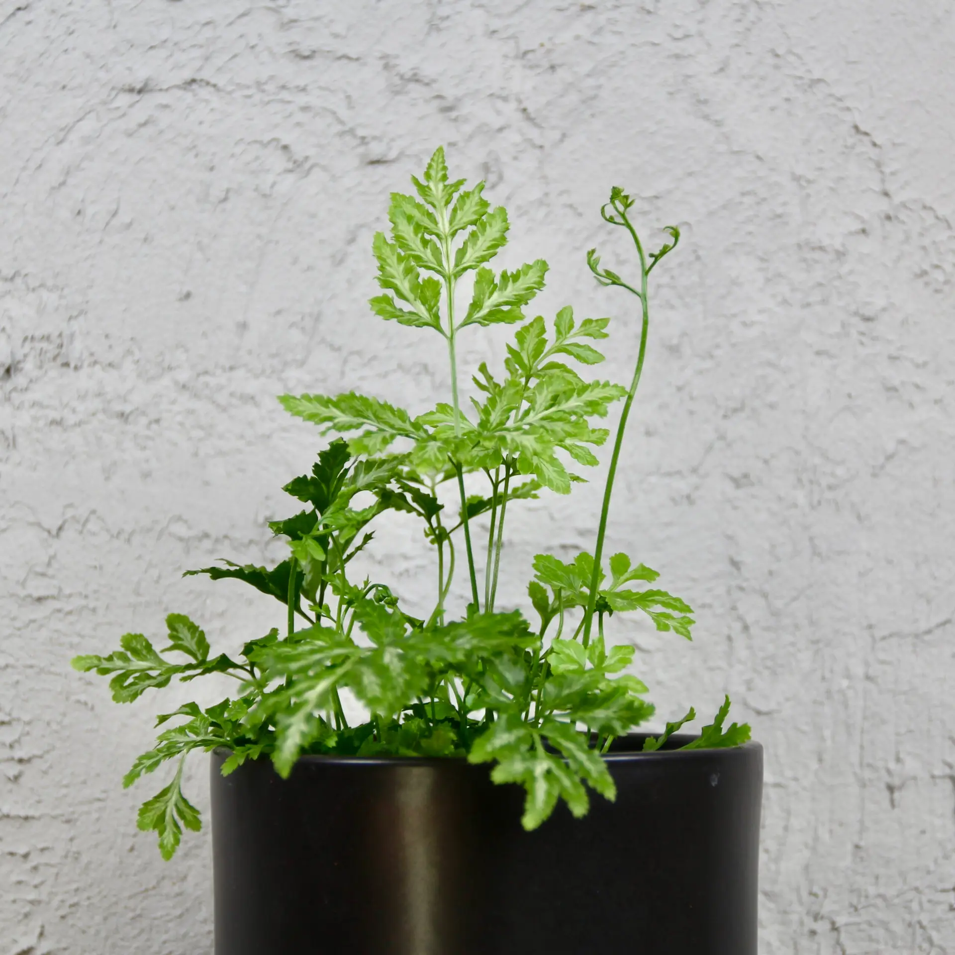 Pteris ensiformis Evergemiensis papraď baby 3 Pteris ensiformis 'Evergemiensis' – jemná a elegantná papraď