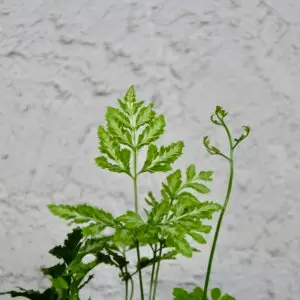 Pteris ensiformis 'Evergemiensis' – jemná a elegantná papraď