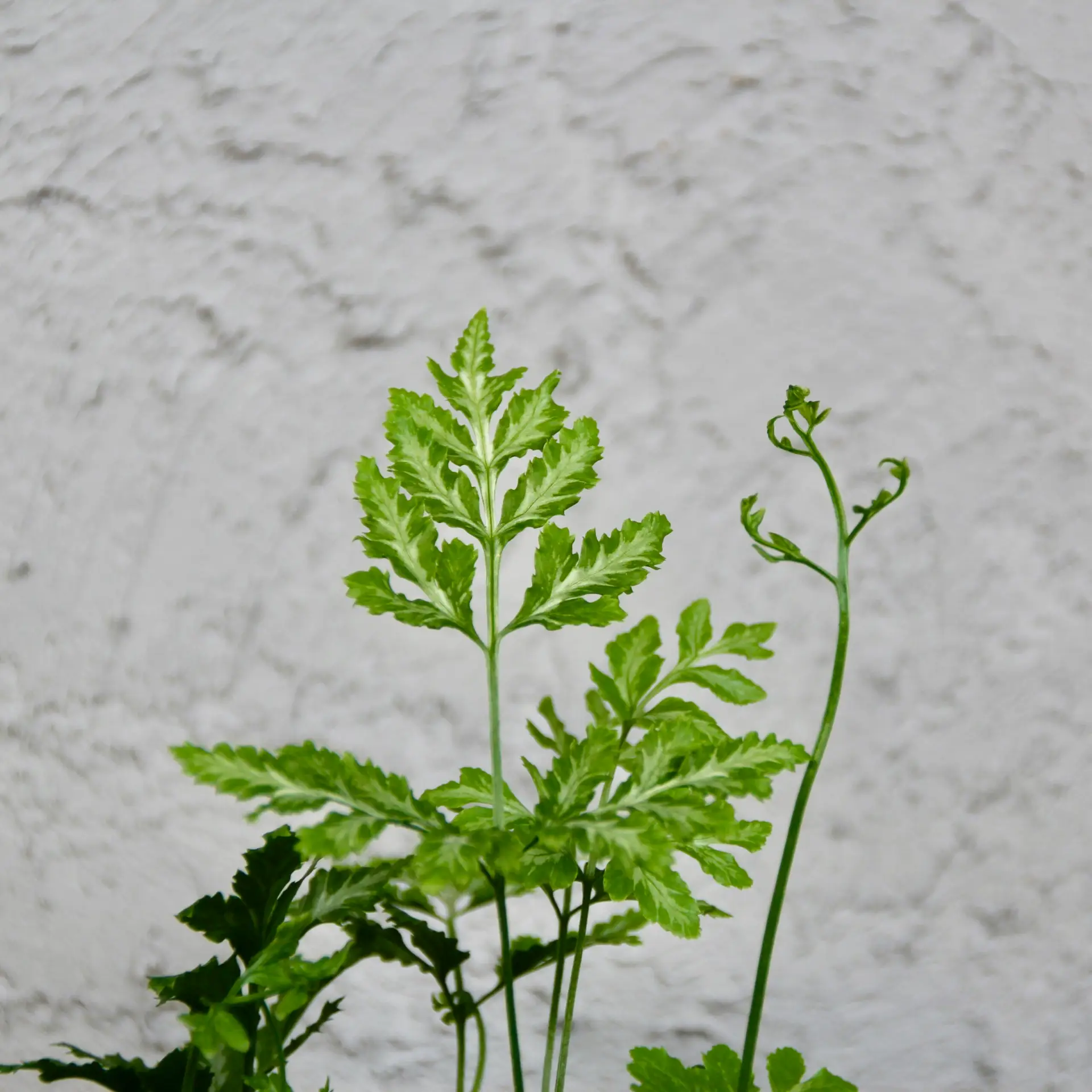 Pteris ensiformis Evergemiensis papraď baby 1 Pteris ensiformis 'Evergemiensis' – jemná a elegantná papraď