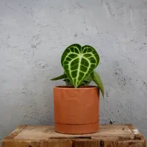 anthurium-clarinervium-rastlinkovo