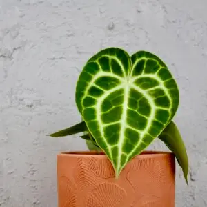 anthurium-clarinervium-rastlinkovo