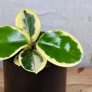 Hoya australis 'Blondie' – voskovka s panašovanými listami