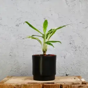 Aglaonema 'Bamboo' – elegantná izbová rastlina s úzkymi panašovanými listami