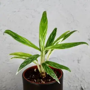Aglaonema 'Bamboo' – elegantná izbová rastlina s úzkymi panašovanými listami