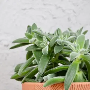 Crassula 'Tarantula' – sukulent s jemne chlpatými listami
