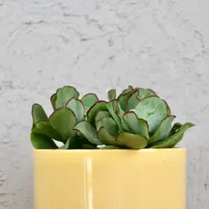 Crassula undilatifolia – sukulent s kompaktnými, zaoblenými listami