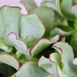 Crassula undilatifolia – sukulent s kompaktnými, zaoblenými listami
