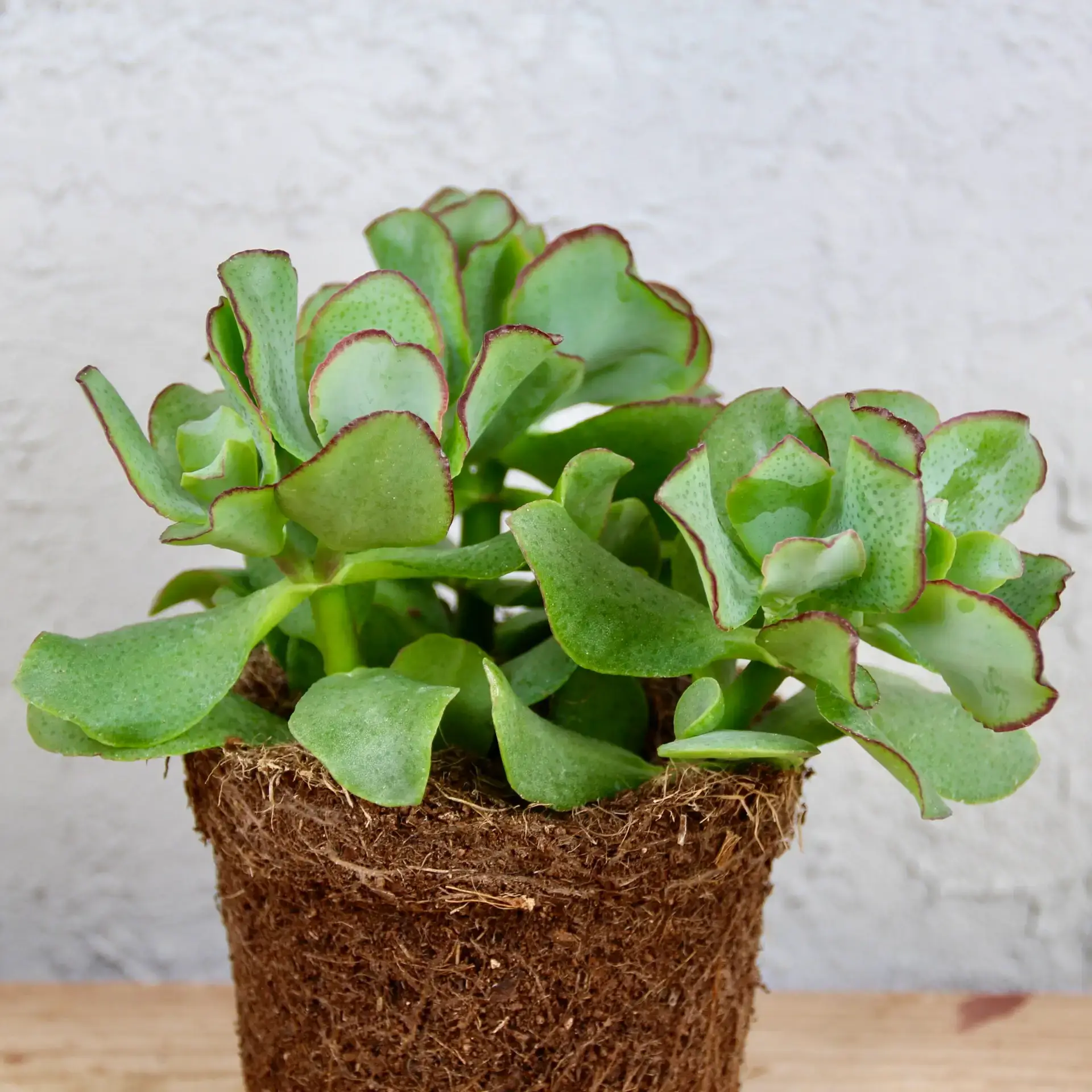 Crassula Undilatifolia 1 Crassula undilatifolia – sukulent s kompaktnými, zaoblenými listami