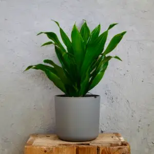 Dracaena fragrans 'Green Jewel' – elegantná izbová rastlina s lesklými zelenými listami