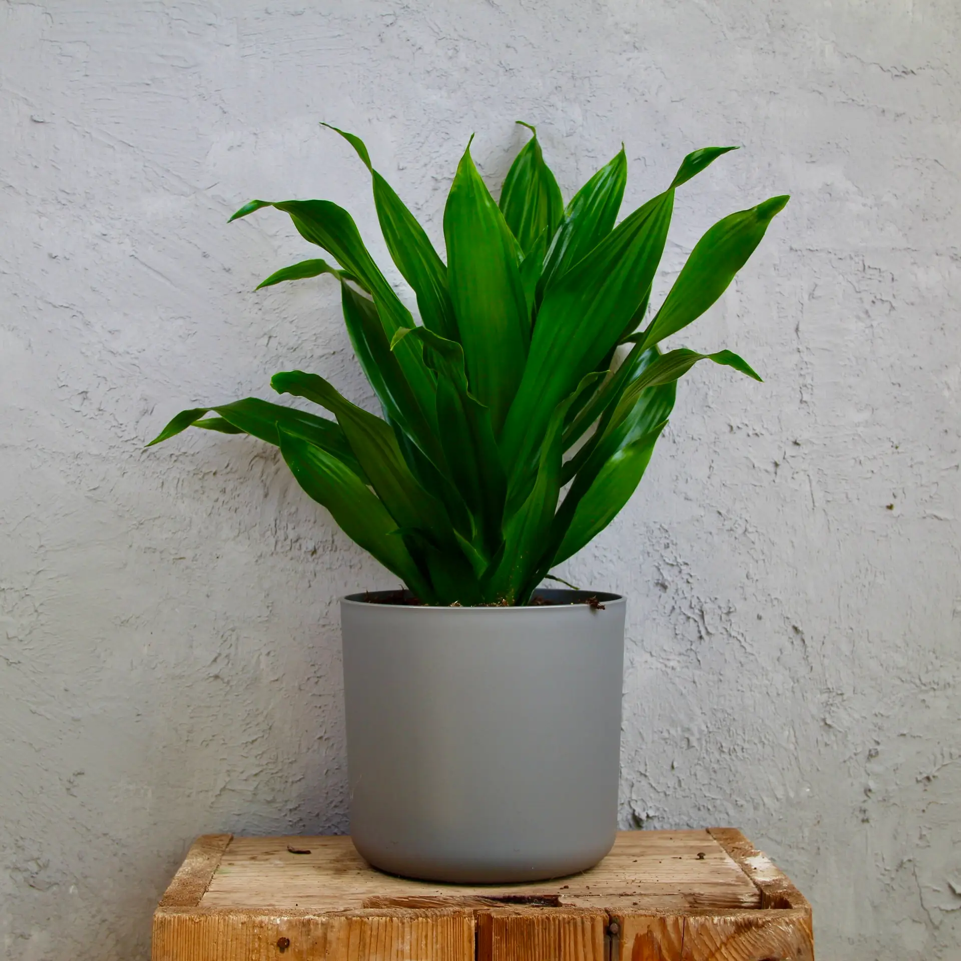 Dracaena fragrans Green Jewel 1 Dracaena fragrans 'Green Jewel' – elegantná izbová rastlina s lesklými zelenými listami