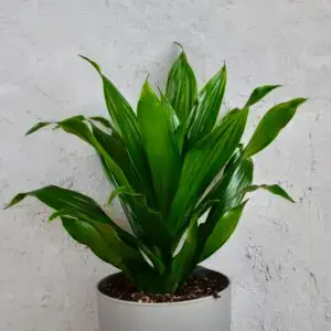 Dracaena fragrans 'Green Jewel' – elegantná izbová rastlina s lesklými zelenými listami
