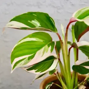 Ctenanthe setosa 'Princess Dalya' – izbová rastlina s panašovanými listami