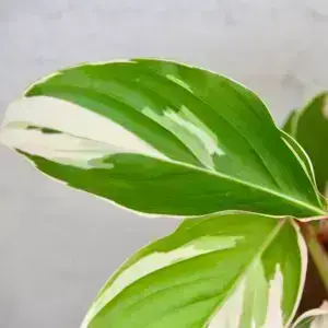 Ctenanthe setosa 'Princess Dalya' – izbová rastlina s panašovanými listami