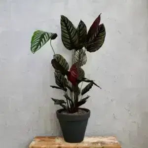 Calathea sanderiana 'Ornata' – izbová rastlina s dekoratívnymi ružovými pruhmi