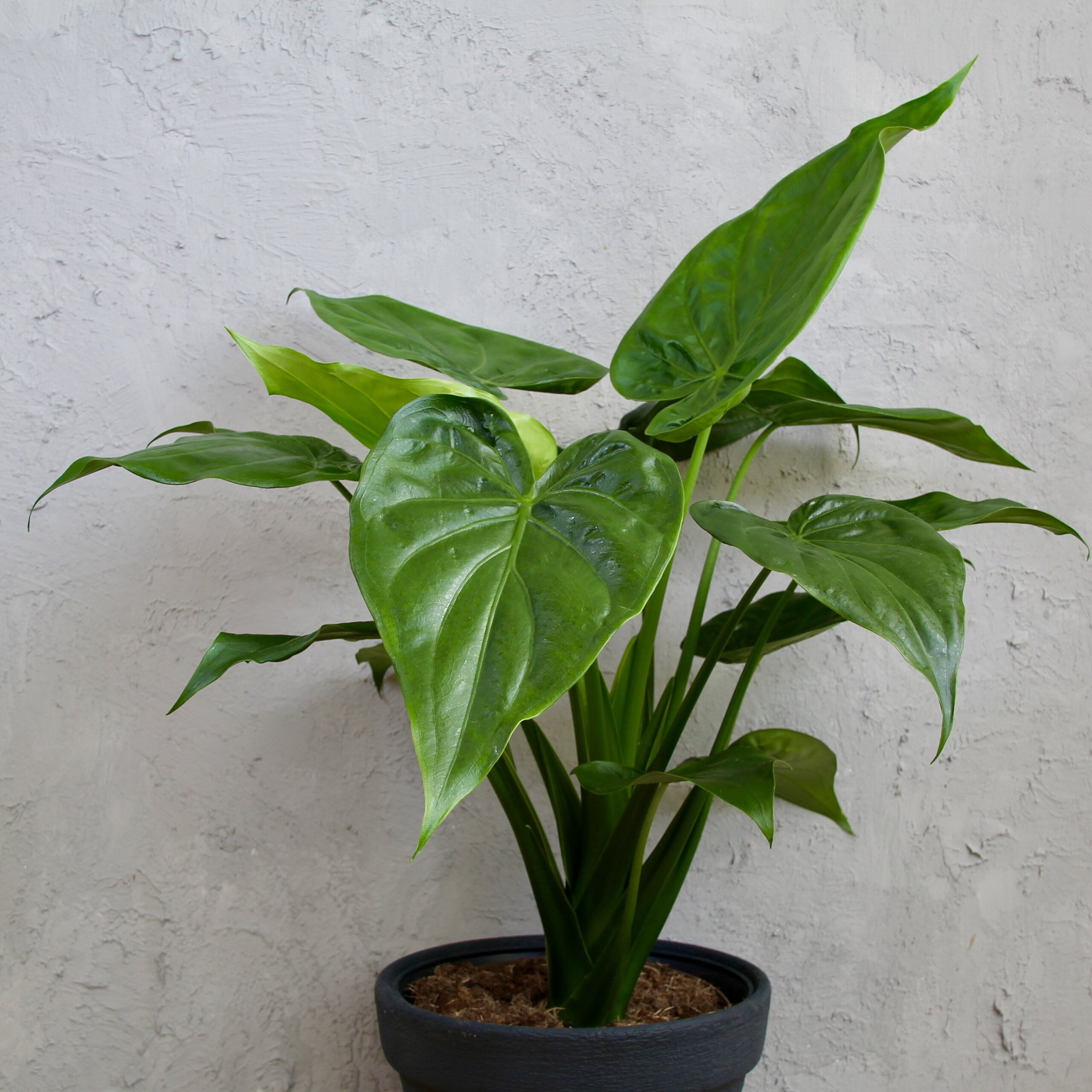 Alocasia cuculata – tropická izbová rastlina s veľkými srdcovitými listami
