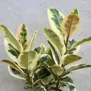 Ficus elastica 'Tineke' – detail panašovaných listov gumovníka