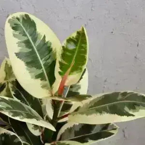 Ficus elastica 'Tineke' – detail panašovaných listov gumovníka