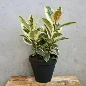 Ficus elastica 'Tineke' – detail panašovaných listov gumovníka