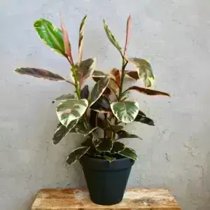 Ficus elastica 'Belize' – detail panašovaného listu gumovníka