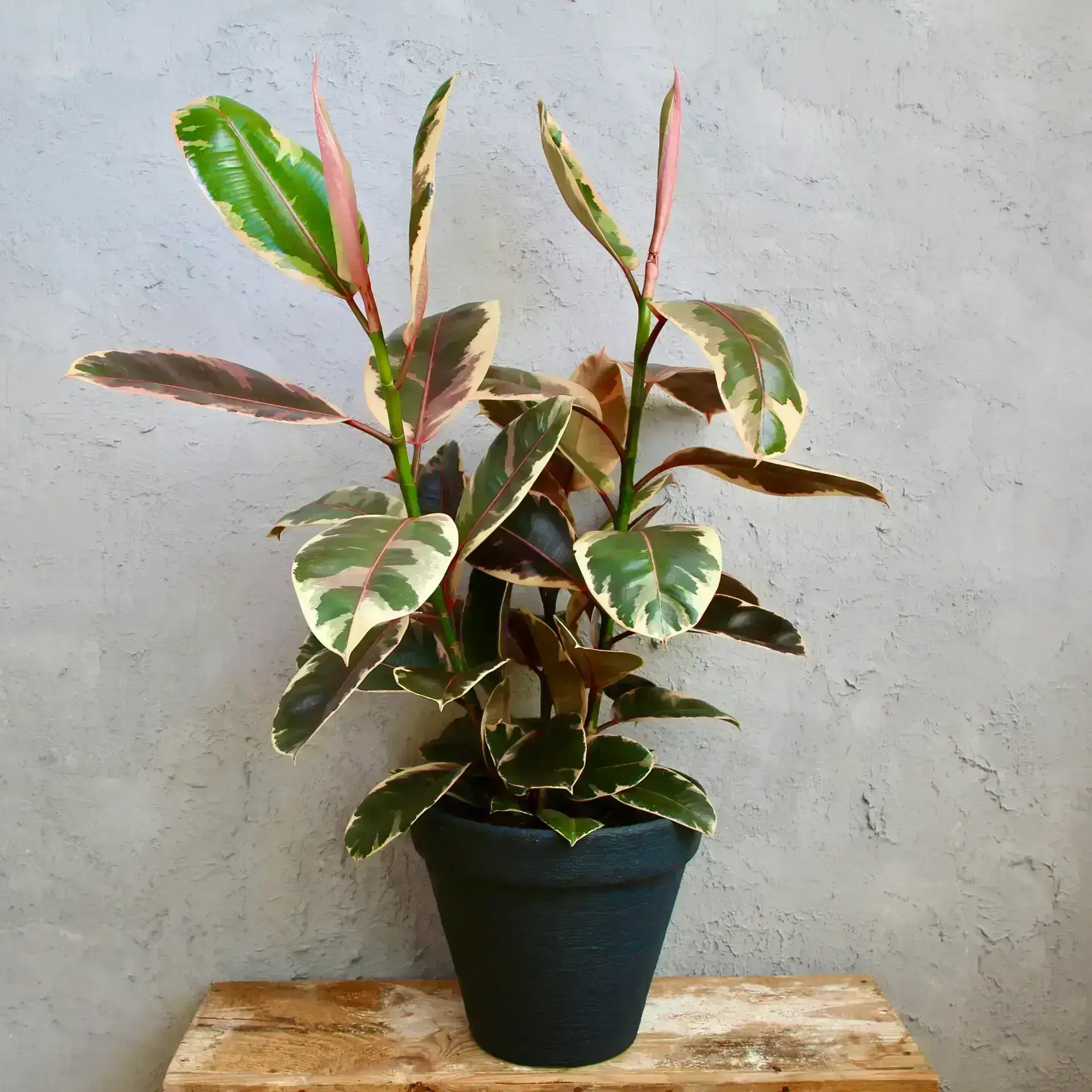 Ficus elastica Belize XL