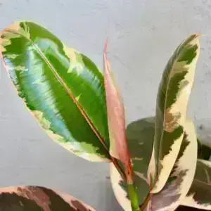 Ficus elastica 'Belize' – detail panašovaného listu gumovníka