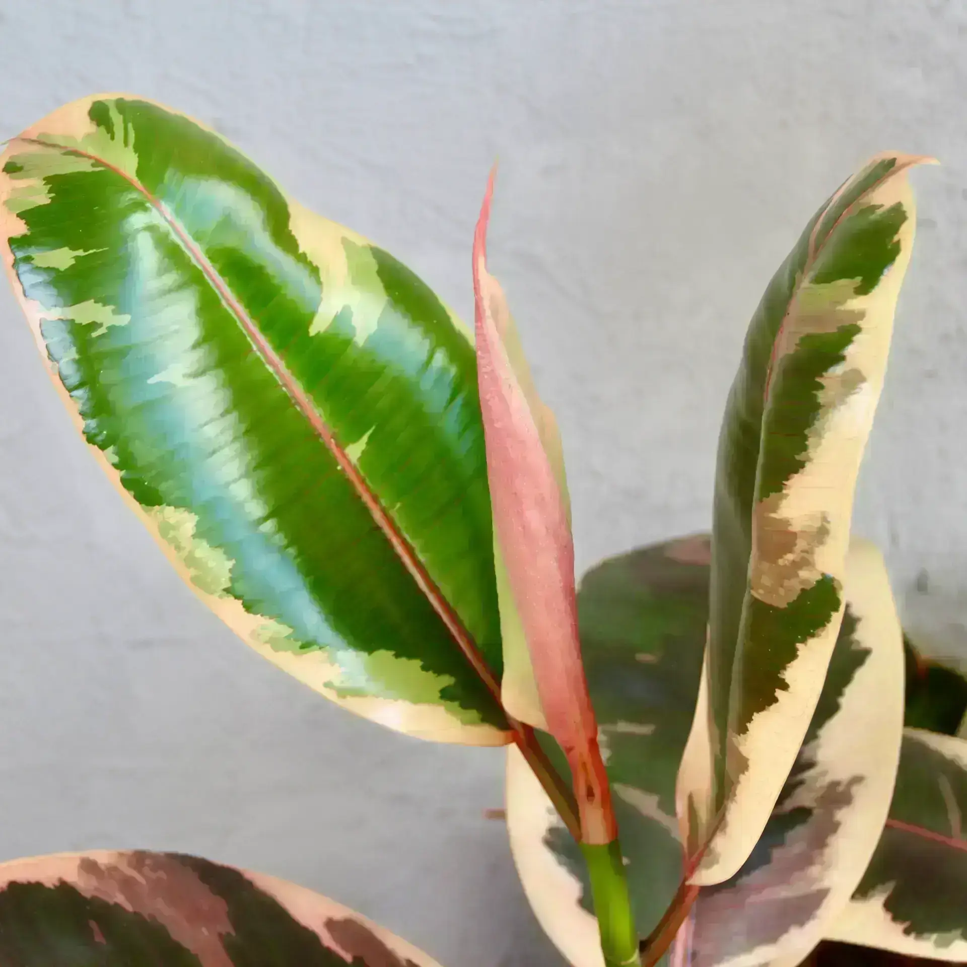 Ficus elastica Belize XL 2 Ficus elastica 'Belize' – detail panašovaného listu gumovníka