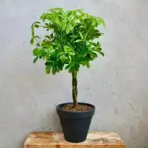 Schefflera – elegantná izbová rastlina s hustým rastom