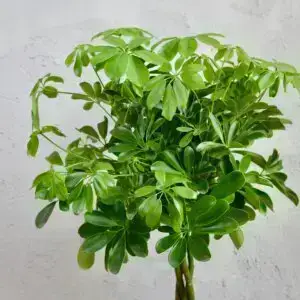 Schefflera – elegantná izbová rastlina s hustým rastom