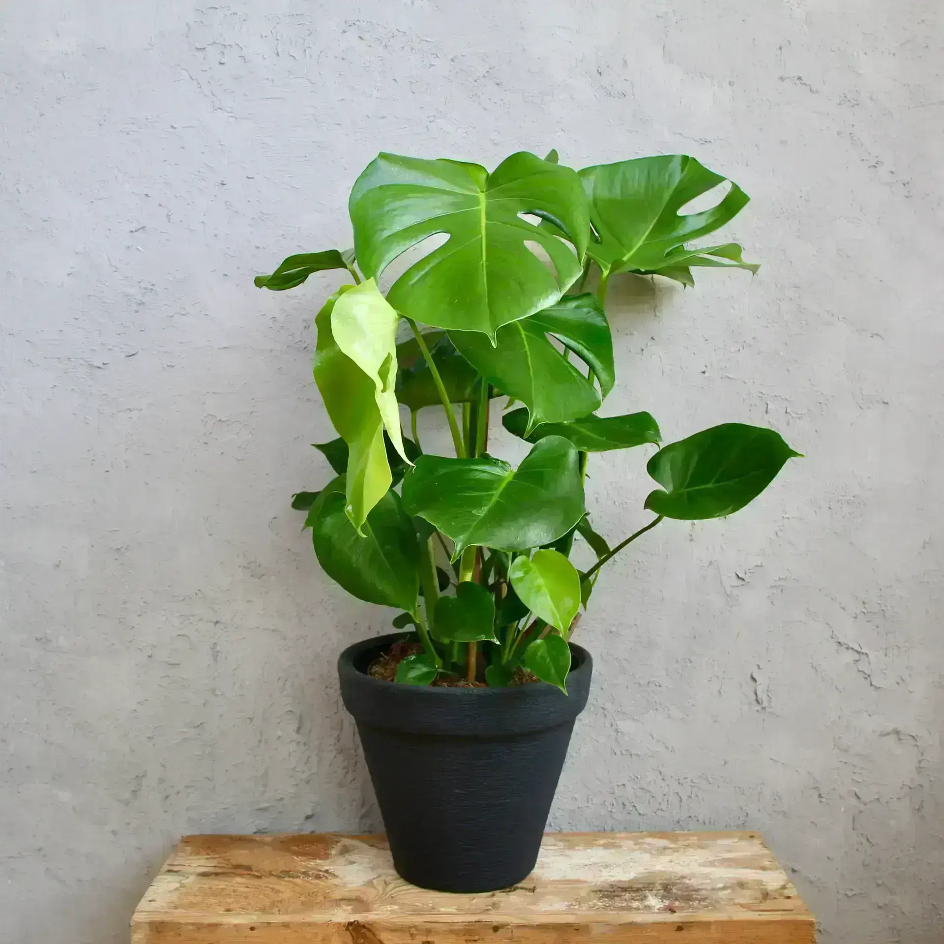 Monstera deliciosa XL 1 Monstera deliciosa v kvetináči – izbová rastlina s perforovanými listami