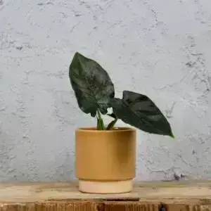 alocasia-antoro-velvet-rastlinkovo