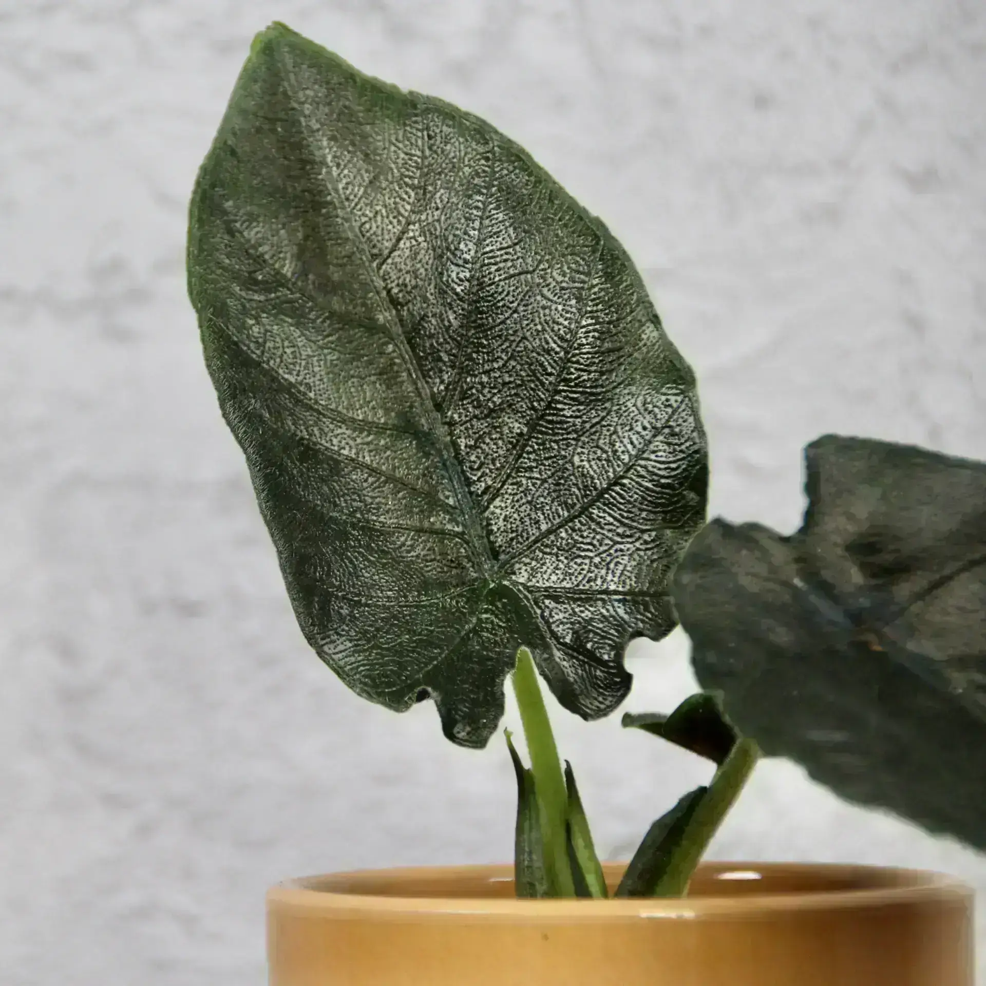 Alocasia Antoro velvet baby 3 alocasia-antoro-velvet-rastlinkovo