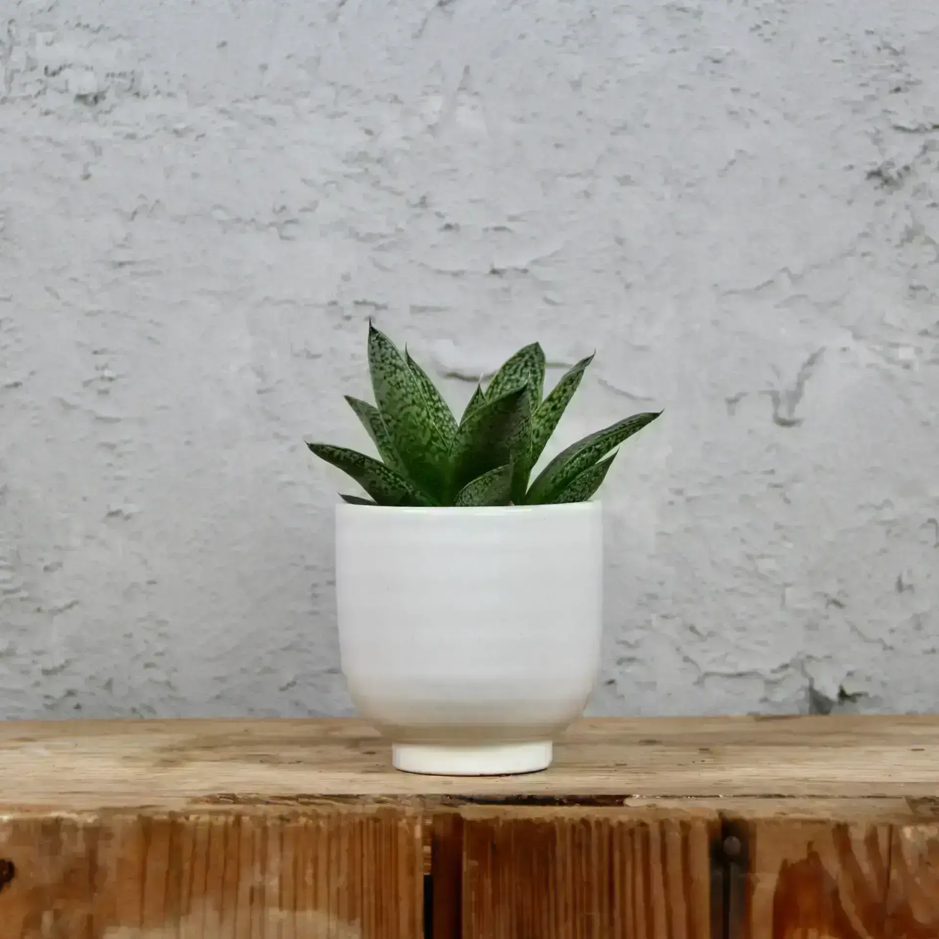 Aloe Vera White Fox baby 2 aloe-vera-white-fox-rastlinkovo