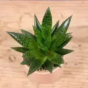 aloe-vera-tiger-rastlinkovo