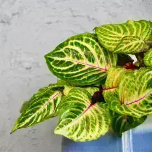 iresine-herbstii-goldstar-rastlinkovo
