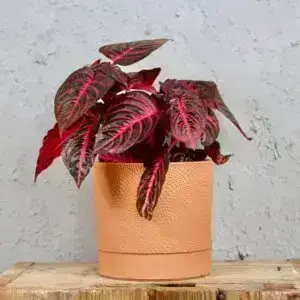 Iresine-herbstii-bloodleaf-rastlinkovo
