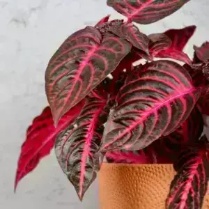Iresine-herbstii-bloodleaf-rastlinkovo