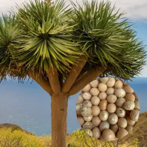 Dracaena Draco (Dračinec dračí) – detail rastliny a jej semien, typický stromovitý vzrast, zelené listy, ideálna rastlina do interiéru aj exteriéru.