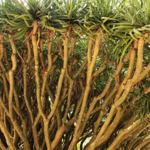 Dracaena Draco (Dračinec dračí) – detail rastliny a jej semien, typický stromovitý vzrast, zelené listy, ideálna rastlina do interiéru aj exteriéru.