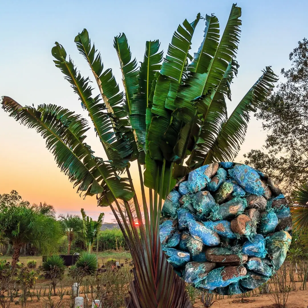 Semená Ravenala madagascariensis 5 ks
