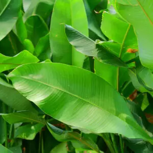 Ravenala madagascariensis – tropická rastlina s výraznými vejármi veľkých listov a detailom jej netradičných modrých semien, vhodná ako dominanta záhrad.